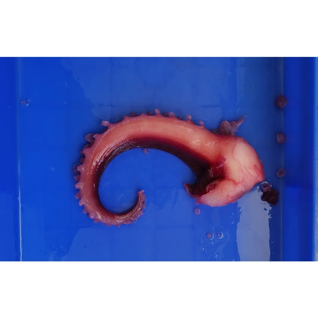 Китайская фабрика, новая обработка, мясо гигантского кальмара, замороженный кальмар