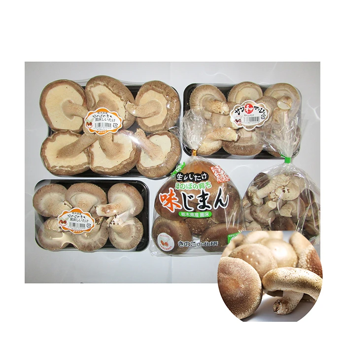 
The well-known fresh juicy plump mushroom shitake with nutrients 