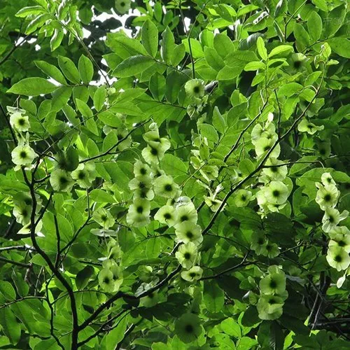 
Money Willow Ornamental Fall Blood Sugar Tea Cyclocarya Paliurus Tree PlantSeeds 