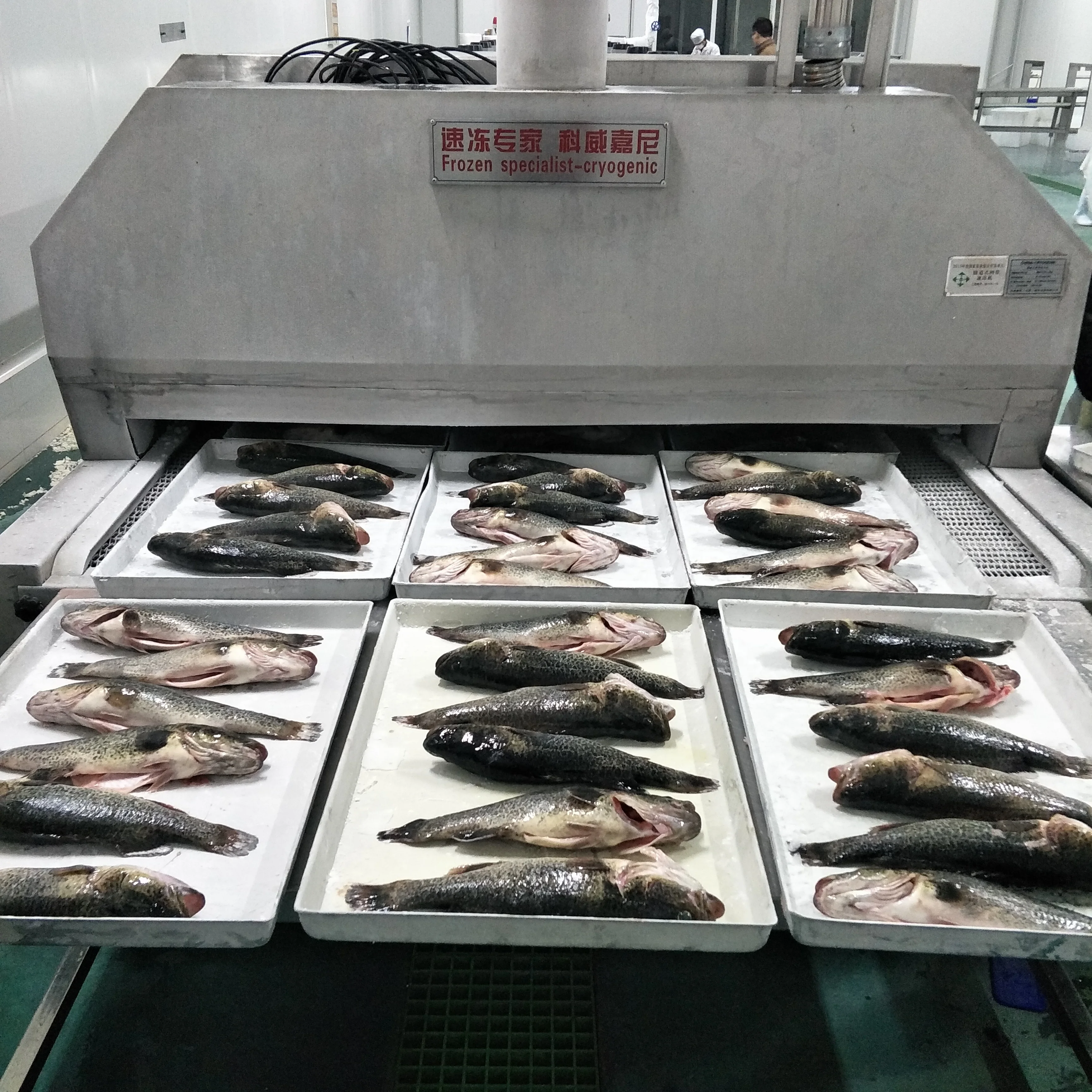 IQF Commercial Deep Freezer upright blast chillers and shock freezers for seafood