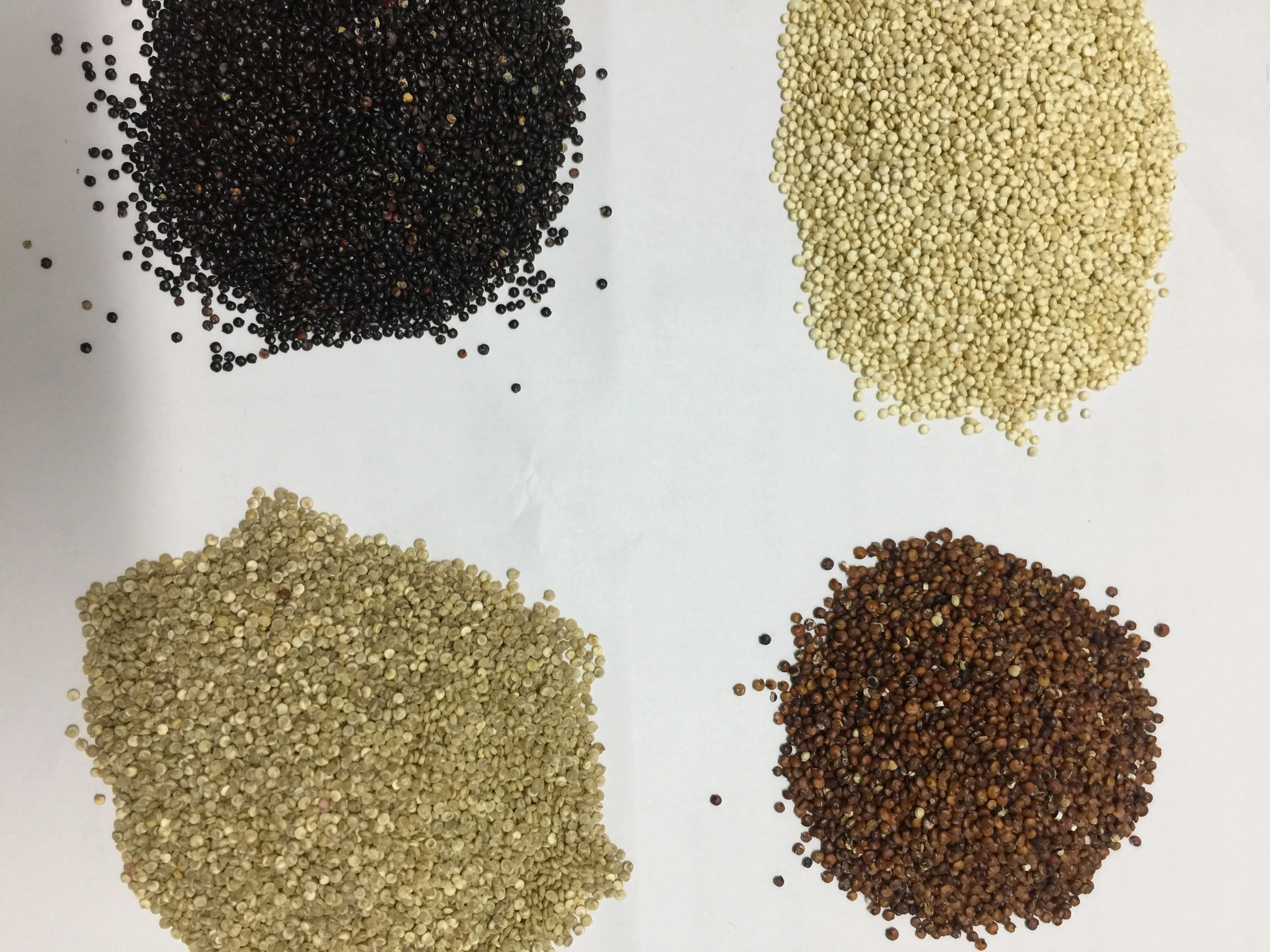 High protein  quinoa for sale