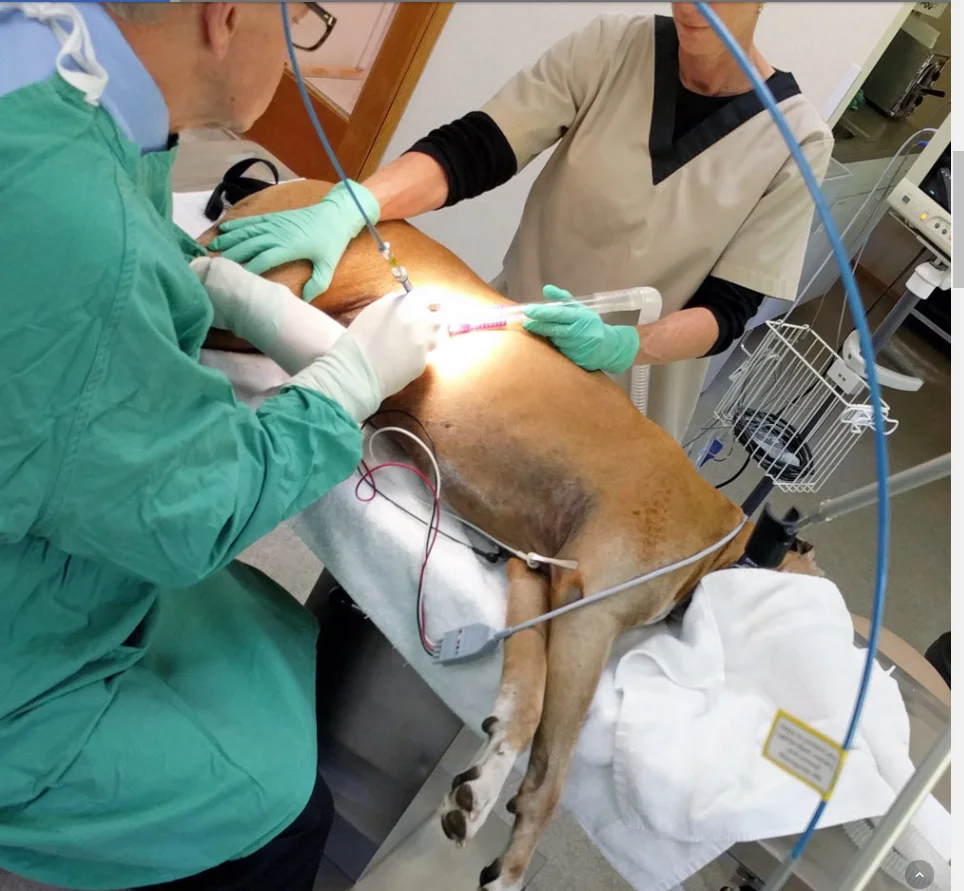 Vet surgery Veterinary Laser Surgical Machine