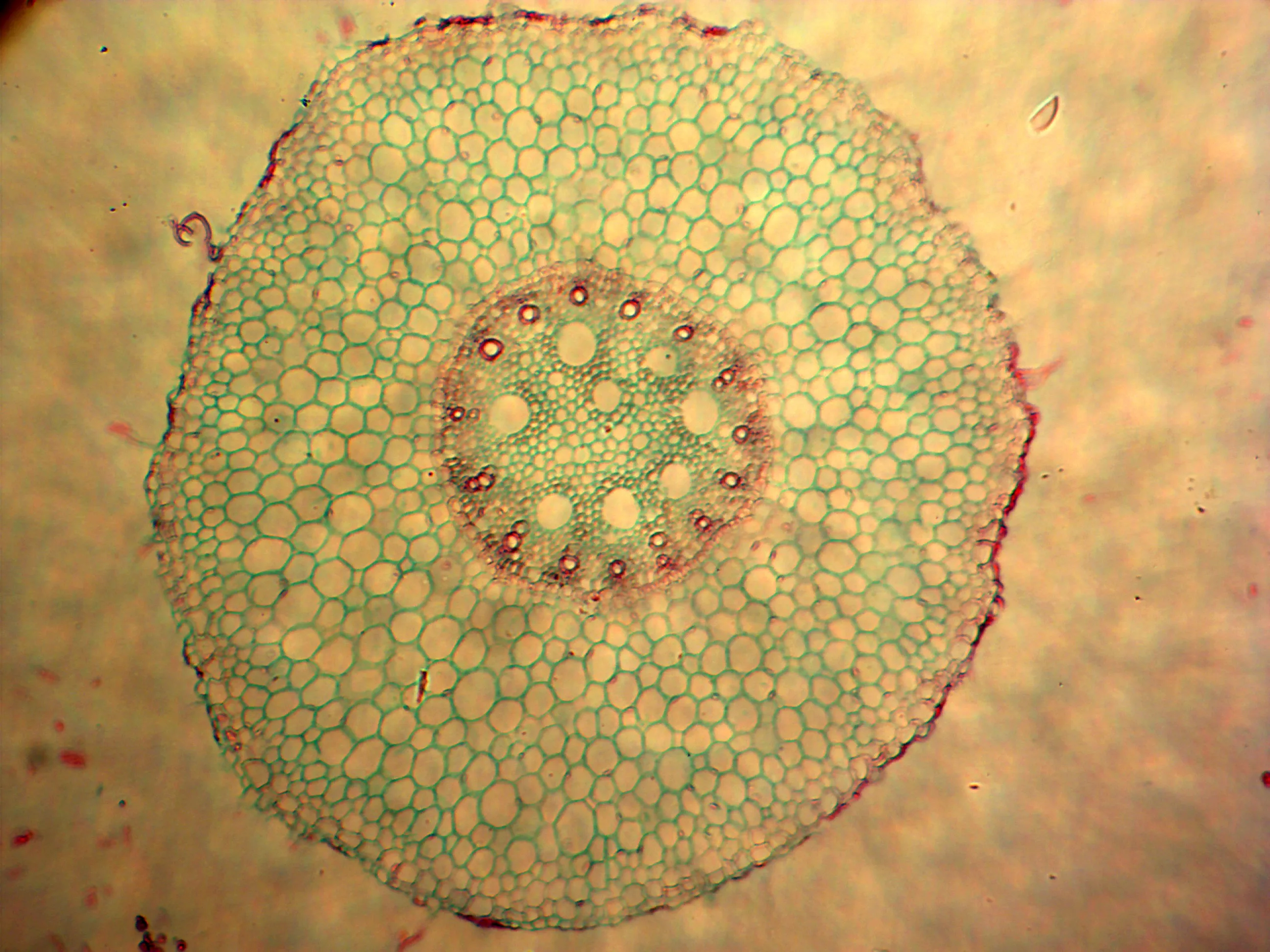 Lab 100 Pcs Microscope Slides Prepared for Kids Students Biology Specimen Lab Sample with Insects Plants Learning Home School