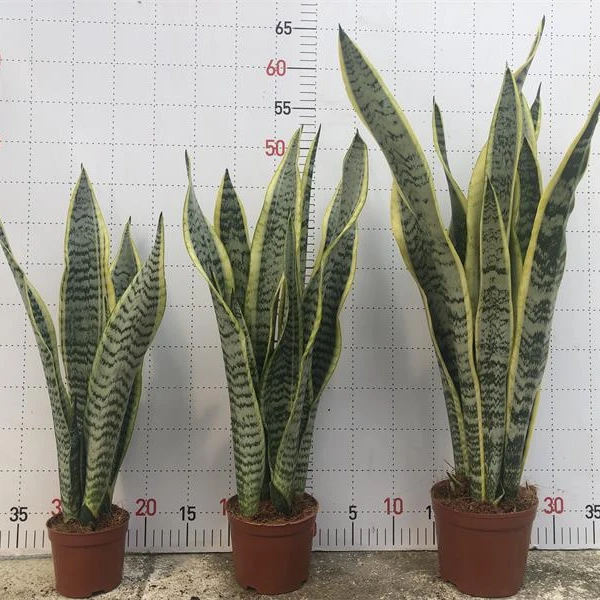 
Sansevieria trifasciata Prain var. laurentii 5 pcs 