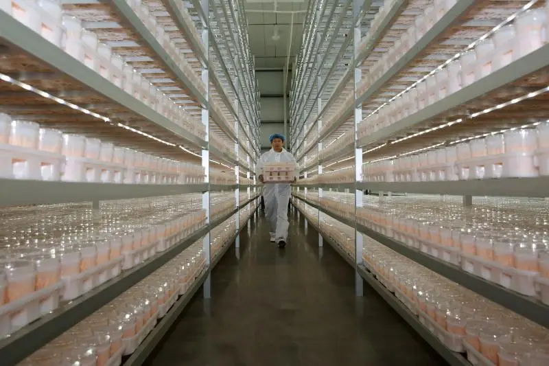 DETAN Premium High Quality  Edible Factory Growing Fresh Cordyceps Militaris Mushroom Wholesale Price