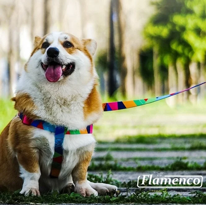 Wholesale Designer Colorful Sublimation Workmanship Pet Leash for Dog