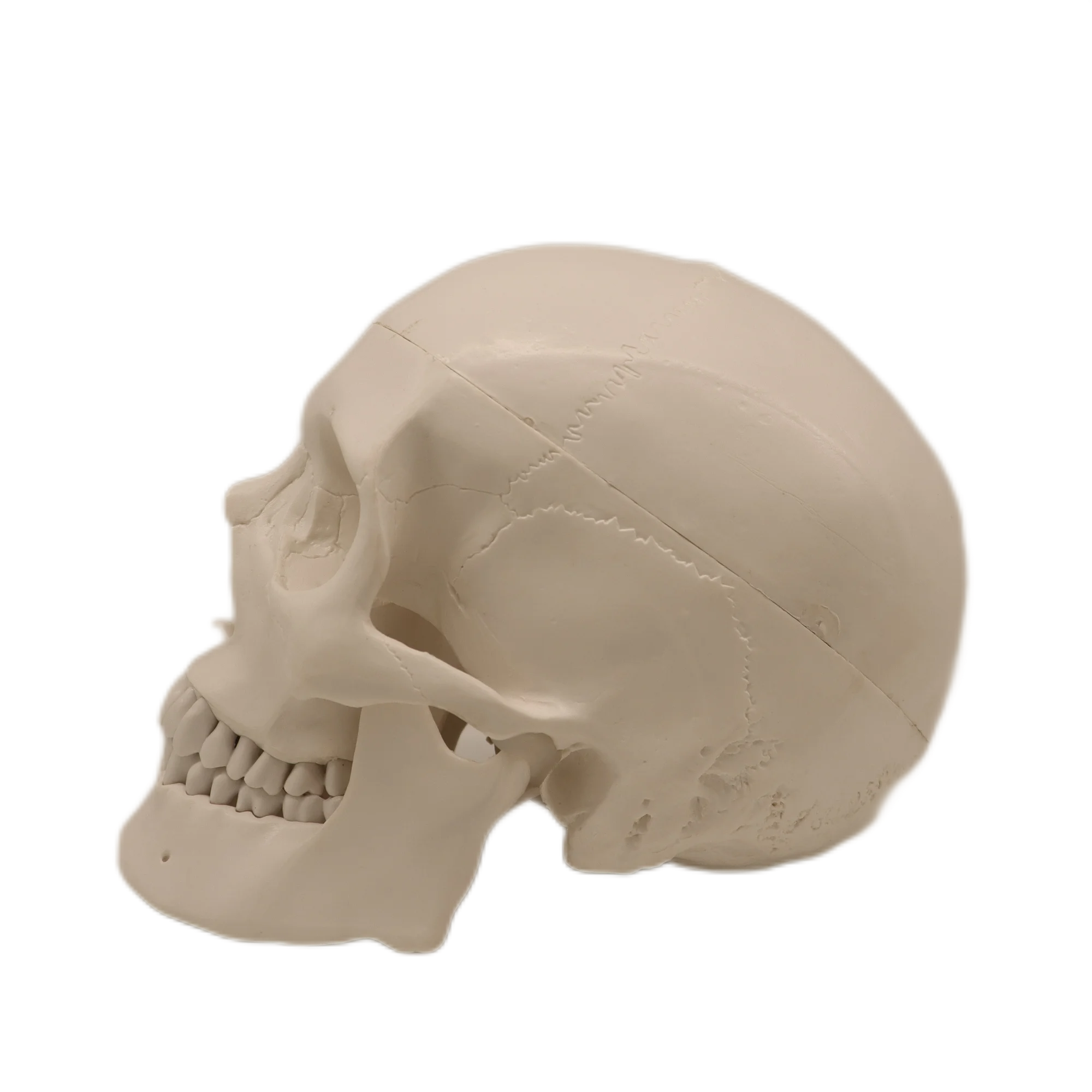 High quality OrthoCare Medical PVC Human Anatomical Model PVC 10*8*12CM 3 Parts Human Skull For Students