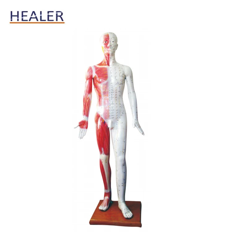 Acupuncture Point Muscle Anatomy Human Acupuncture Model