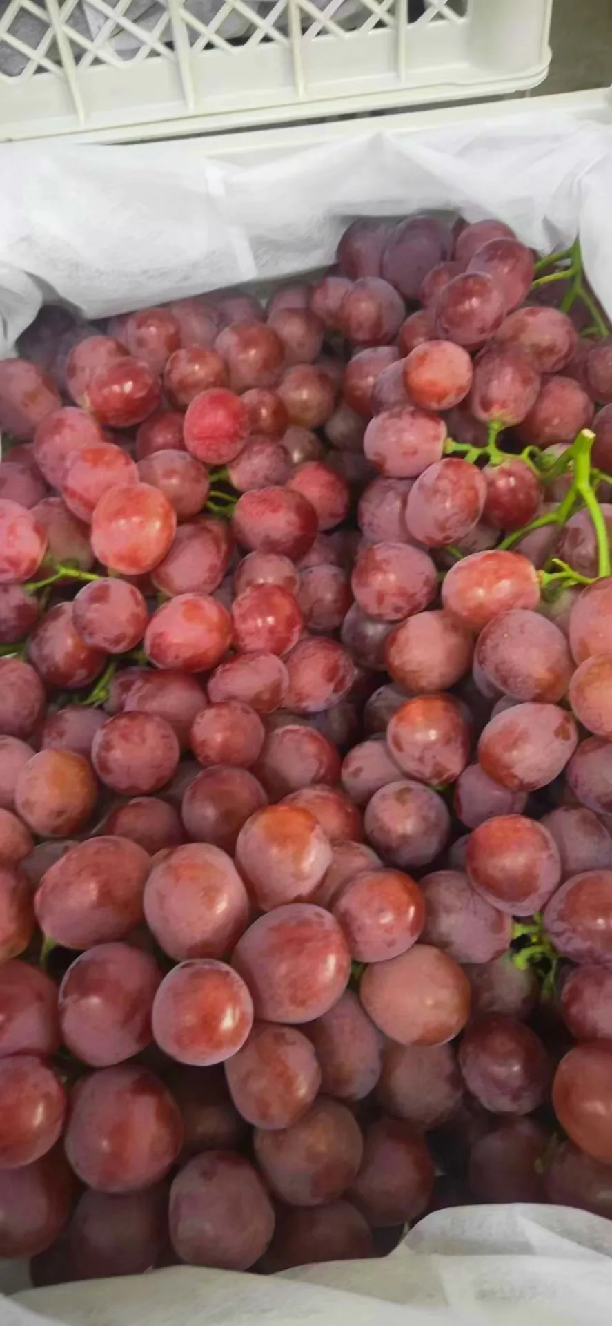 new crop Fresh Grapes Red Globe Purple Box Sweet  Style June Storage Packing Global GAP Color Origin Type Season Variety Size