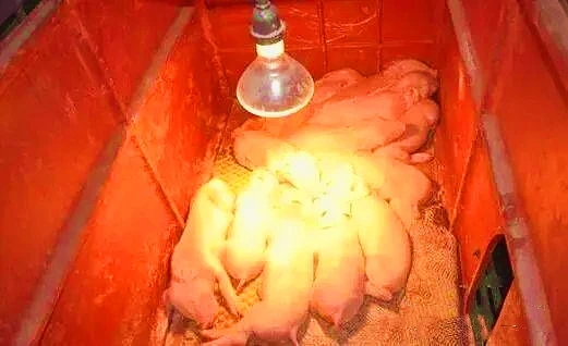 Low Prices fty Infrared Lamp R125 250W 275W E27 Animal Chicken Pig Pet Therapy Infrared Heating Bulb