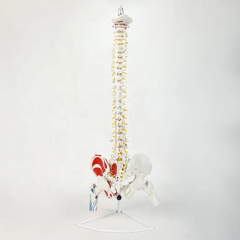 85Cm different kinds ofl flexible human spine spinal model human bone model bone-setting medical teaching