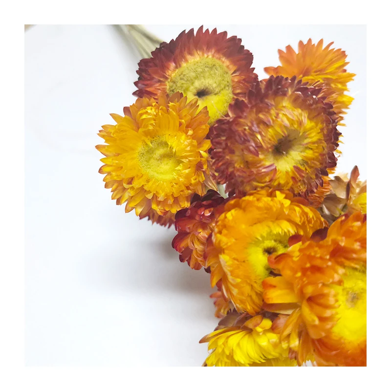 Лидер продаж на Amazon, сушеные цветы, соломенная Хризантема для свадебного декора (1600345504621)