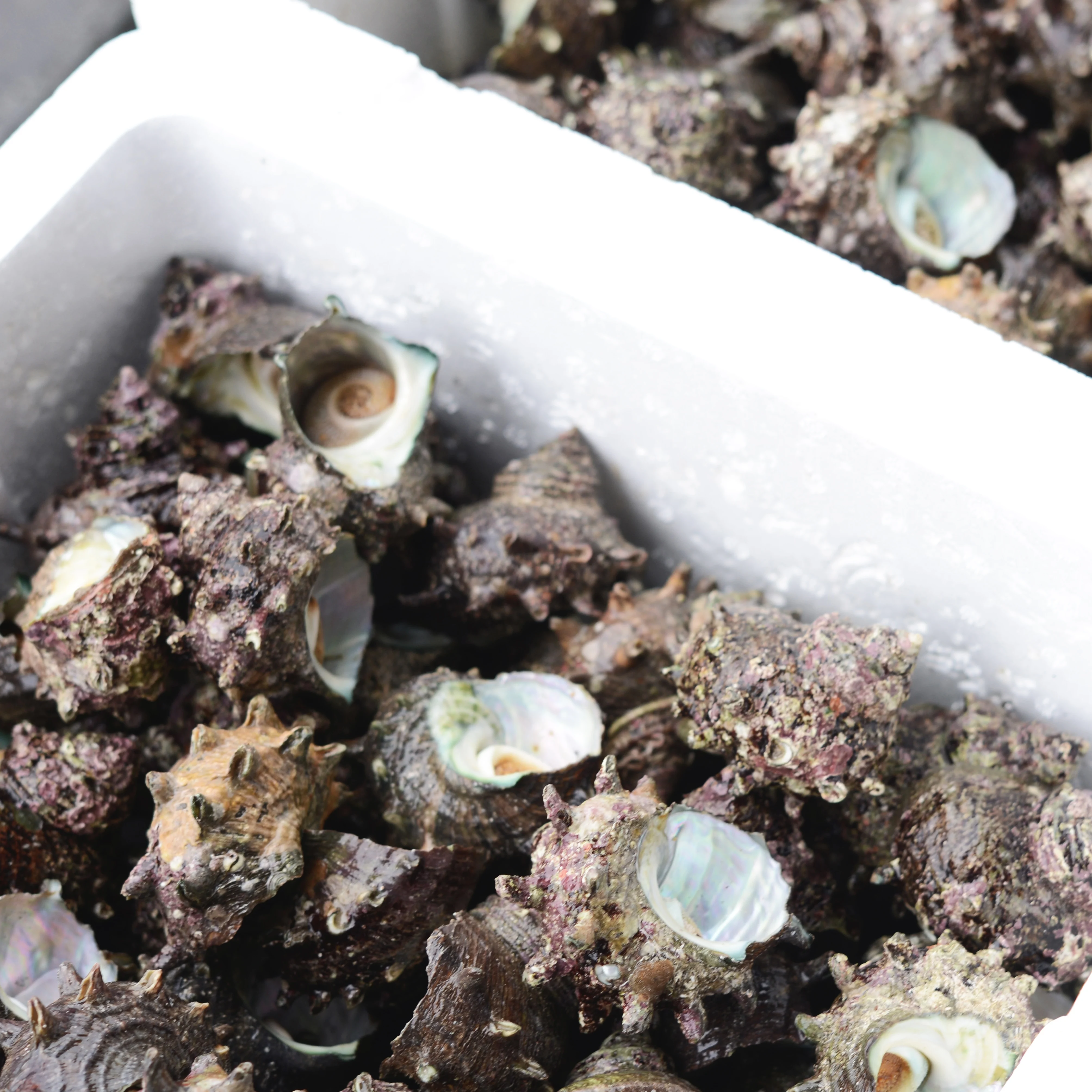 Japanese seafood delicacy gift box version conch set shellfish