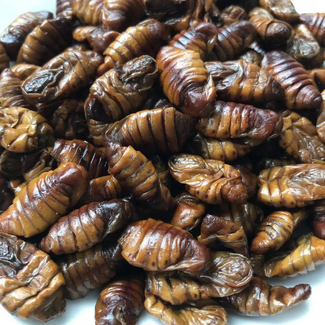 Edible Insect Silkworm Maggot Eco Fresh Silkworm Pupae Pet Food