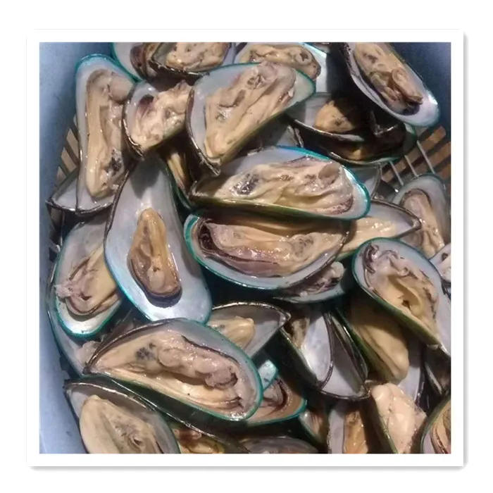 Frozen Half Shell Green Mussel New Season
