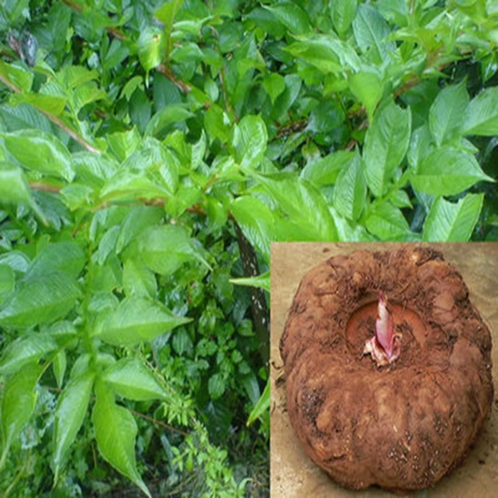 
High quality Konjac glucomanan powder from factory directly supply 