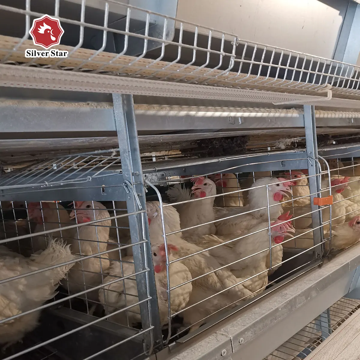 Poultry Farming Equipment Battery Chicken Cages For Laying Hens Sell In Algeria