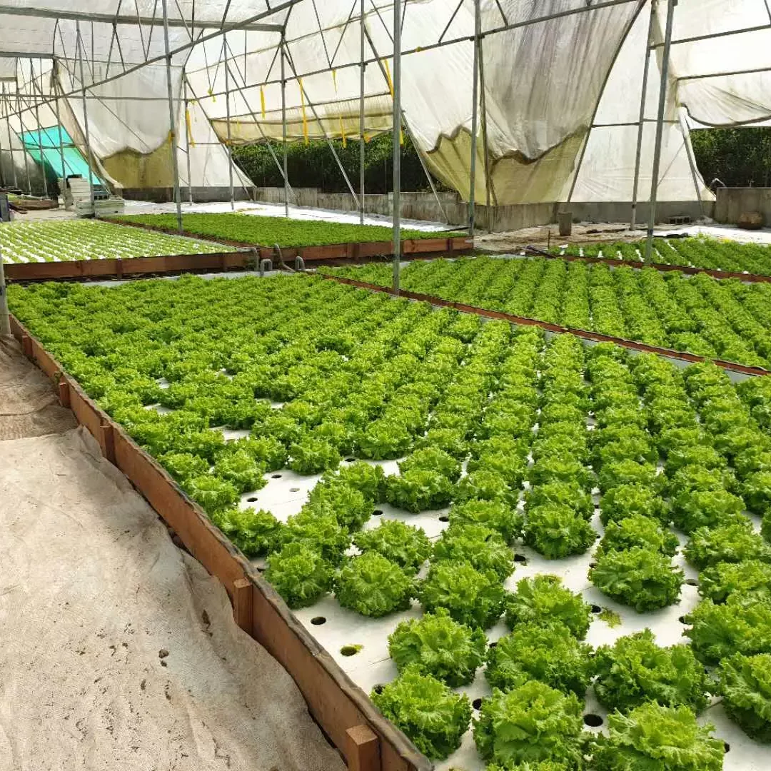 Hydroponic Floating Raft floating bed rafting board For Planting Vegetable