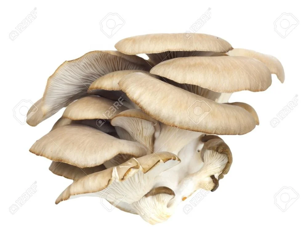 Frozen oyster mushroom cubes, Suillus Granulatus