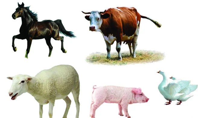 Корм для домашней птицы Ebzyme для свиней с пищевыми ферментами