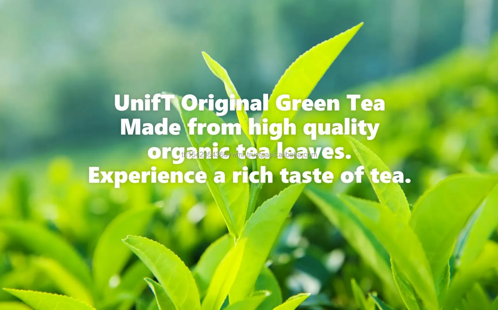 UNIF T/ Original Green Tea ( size 350ml)/ Made from Organic Tea Leaves Freshy Soft Drinks Delicious Taste Thailand Exporter