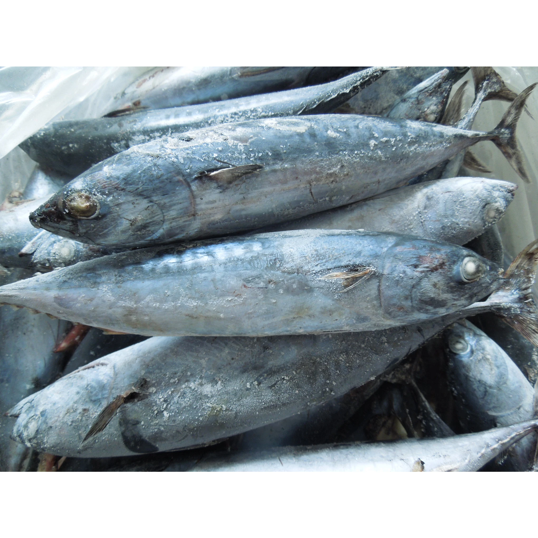 Замороженный Бонито скумбрия тунец шкидок