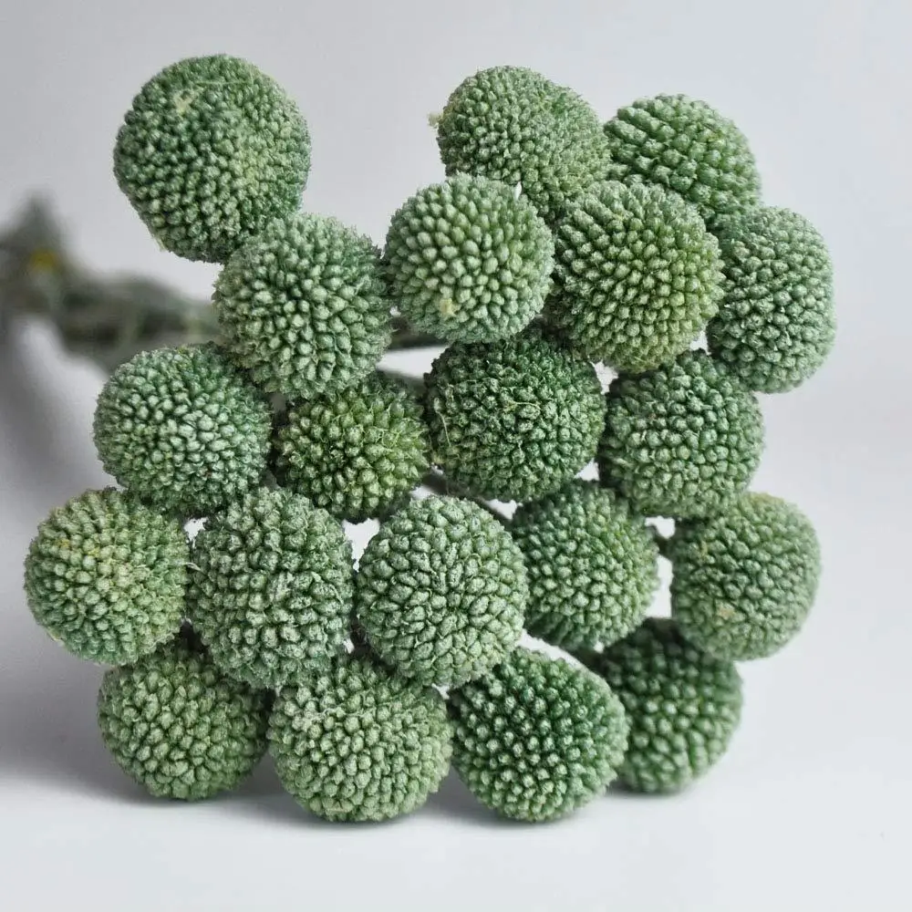 2023 Wholesale factory supply Preserved Golden Ball Flowers for home decoration Preserved Craspedia