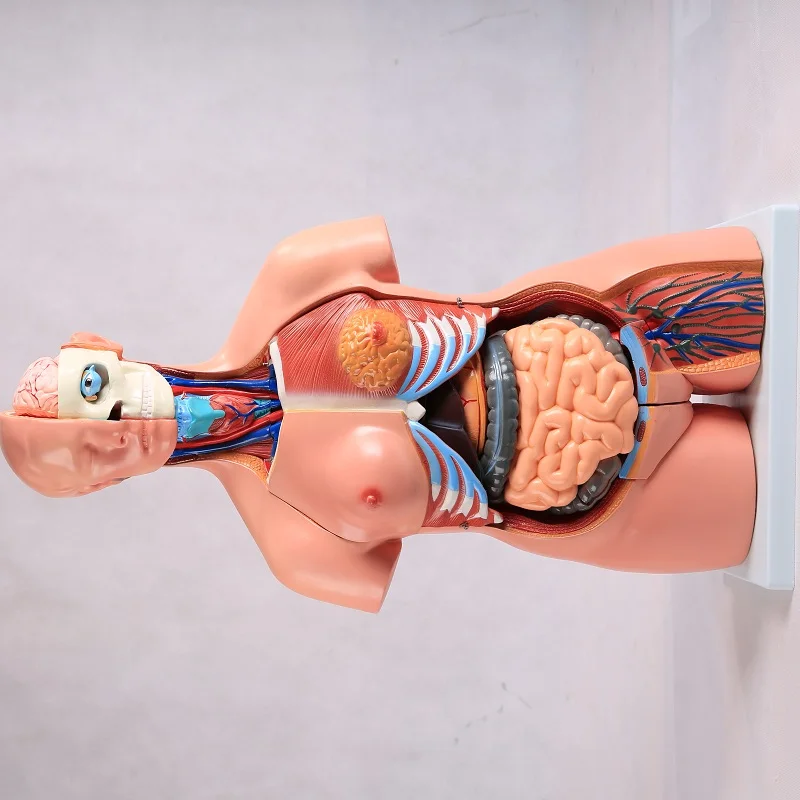 ADA-A1047 Medical Science 42cm/18 Parts Human Asexual torso model Anatomical Training Model