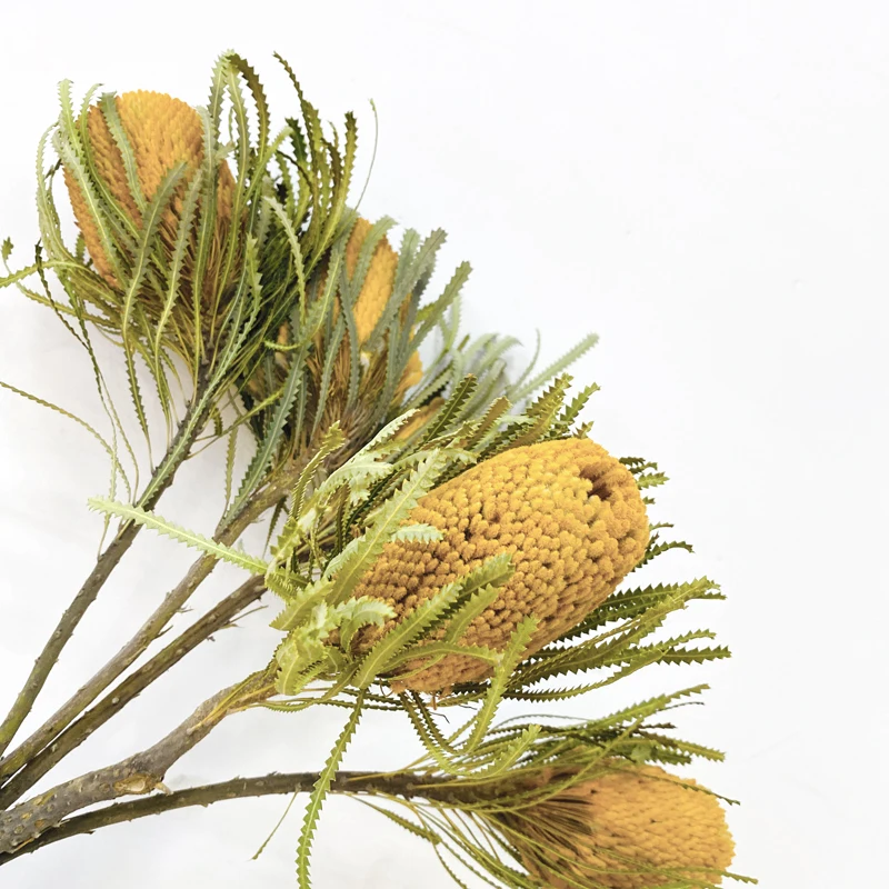 Цветочные конусы Banksia цветные Высококачественные Натуральные сушеные цветы для