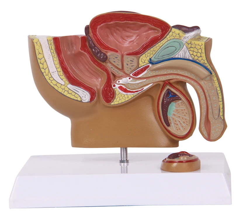 teaching male pelvis models female pelvis model