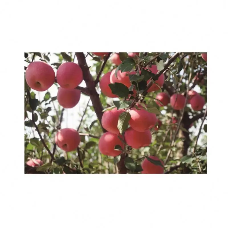 Factory Supply Sweet And Delicious Poland Fruits Red Fuji Apple