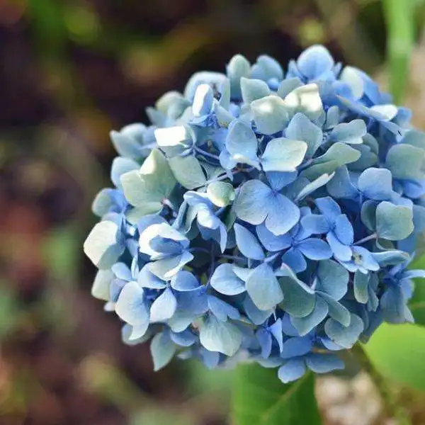 Высококачественные быстрорастущие высококачественные семена гортензии Xiu Qiu zhong zi