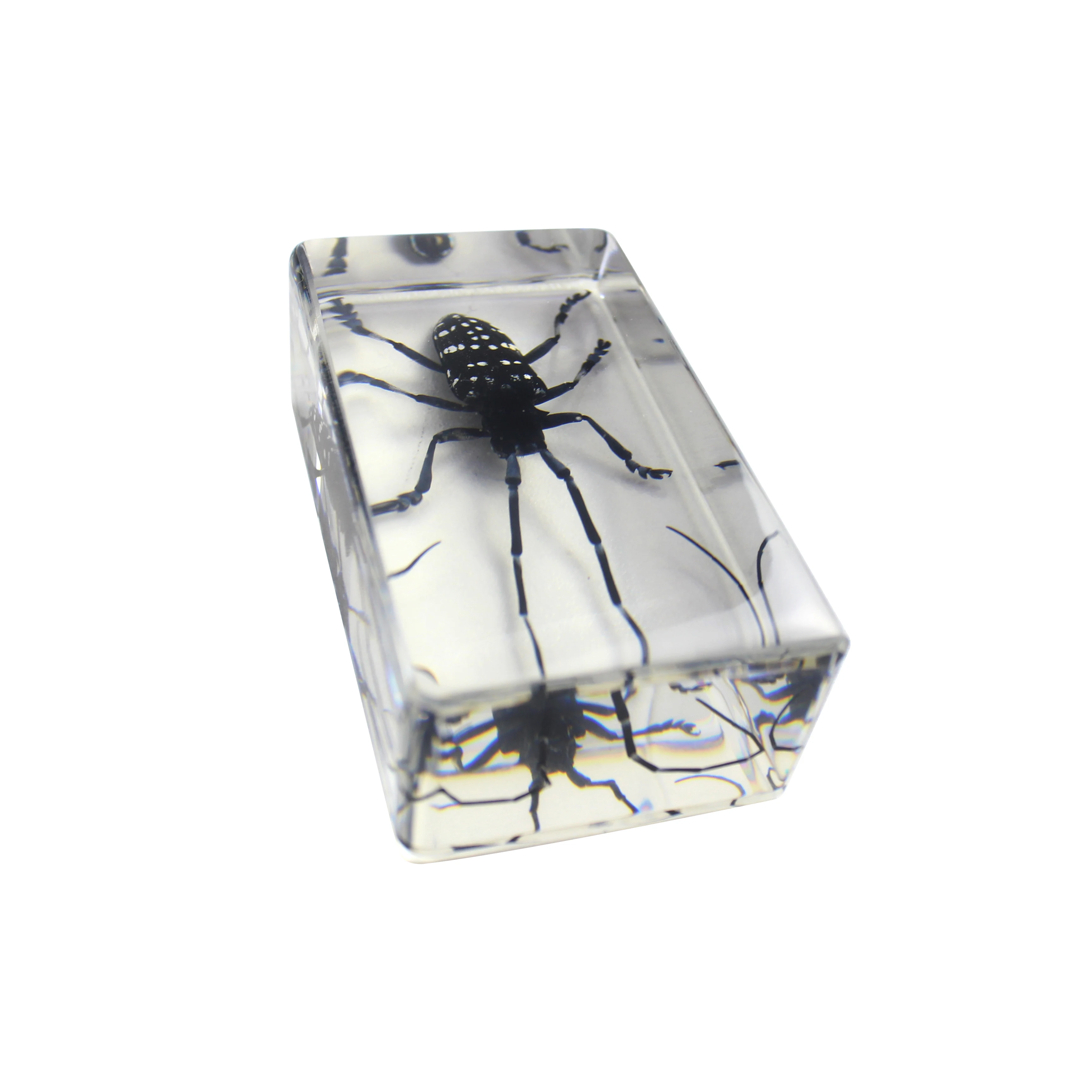 Different Animal Specimen Display Acrylic Educational Toy Block Animal Kingdom (II) Kits for Children