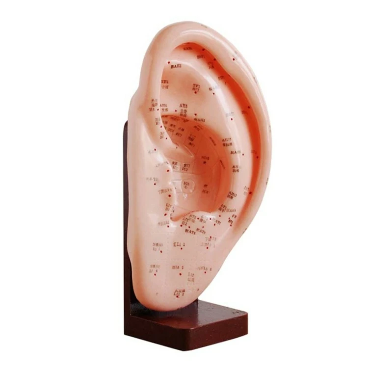 medical science subject Acupuncture Series  Ear Acupuncture Model 22CM for teaching