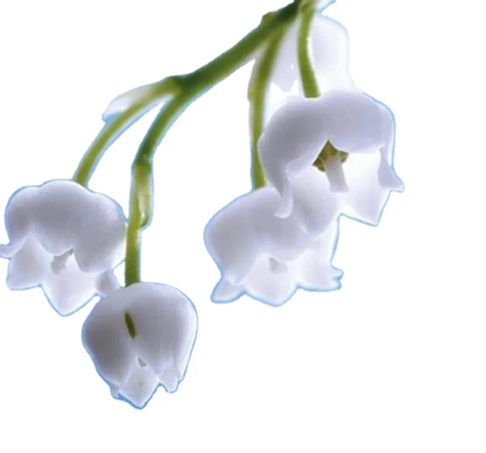 ladder to heaven Fresh live Convallaria majalis roots bulbs lily of the valley for planting