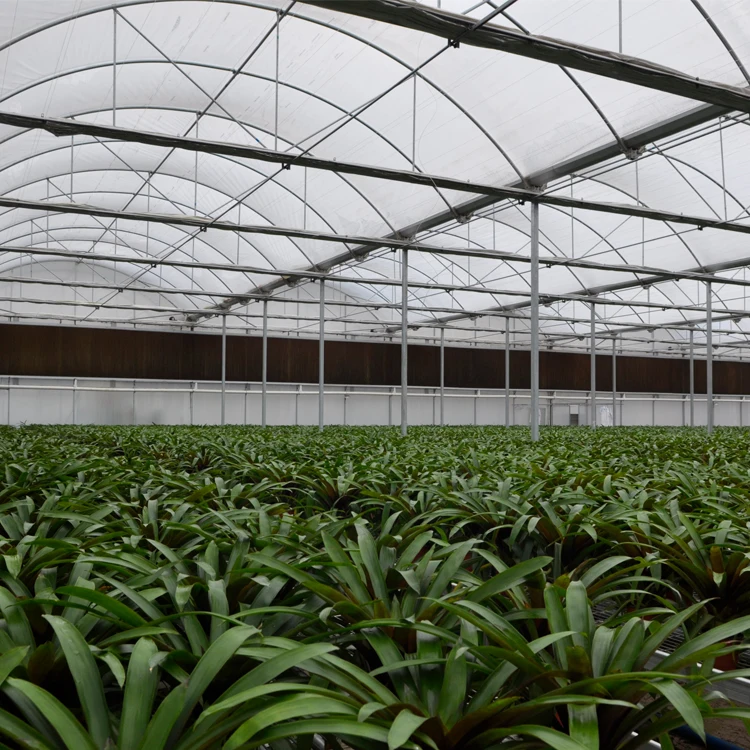 MYXL low cost commercial plastic film agricultural greenhouse manufacturer for sale