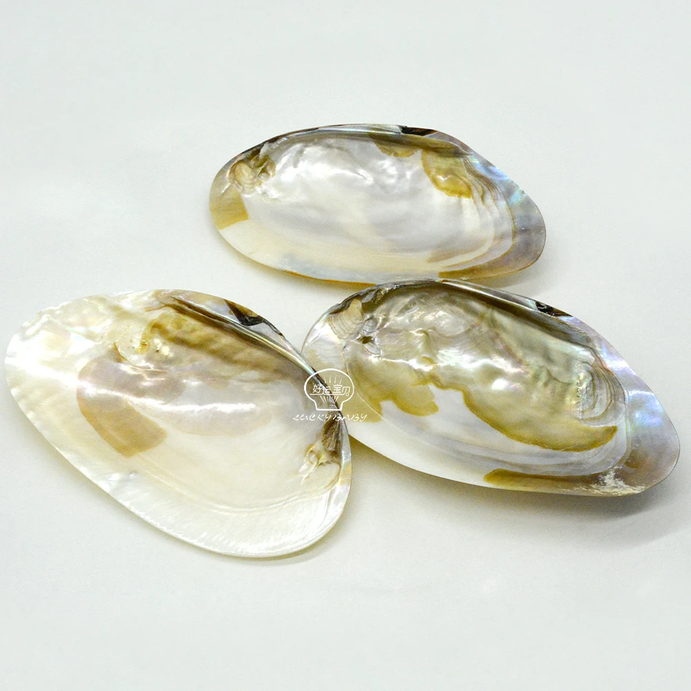 Natural Sea Mussel Shell Polished  Pearl Shell Oyster Mother of Pearl Abalone Shell Home Decoration And Jewely Making