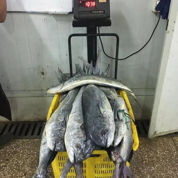 Frozen Mahi Mahi Fillet Good Sale from Indonesia