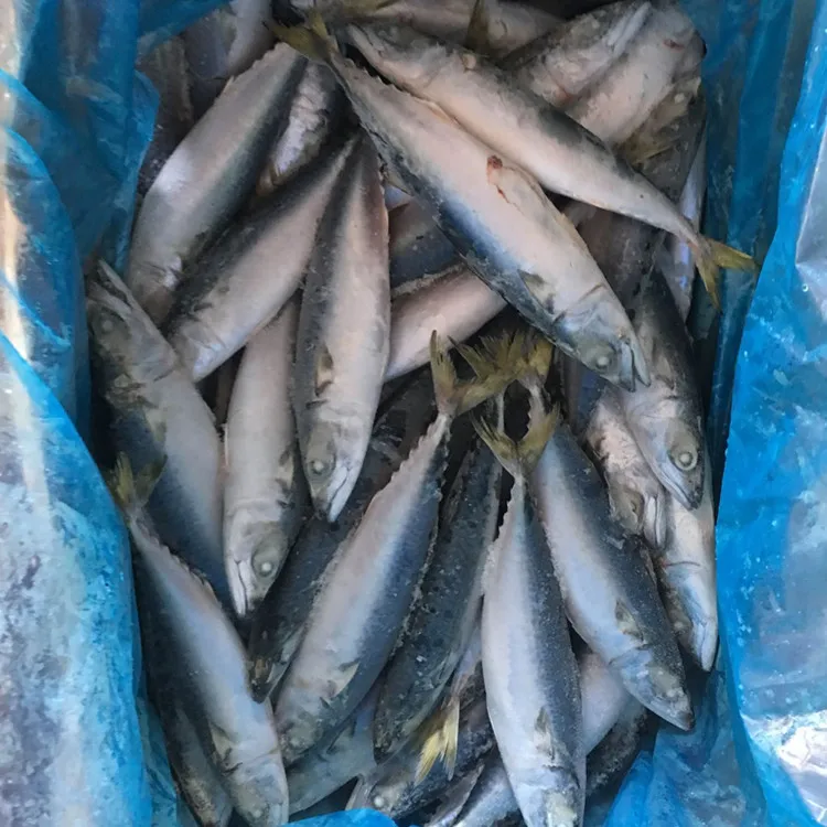 
frozen short bodied pacific mackerel fish hgt for canada 