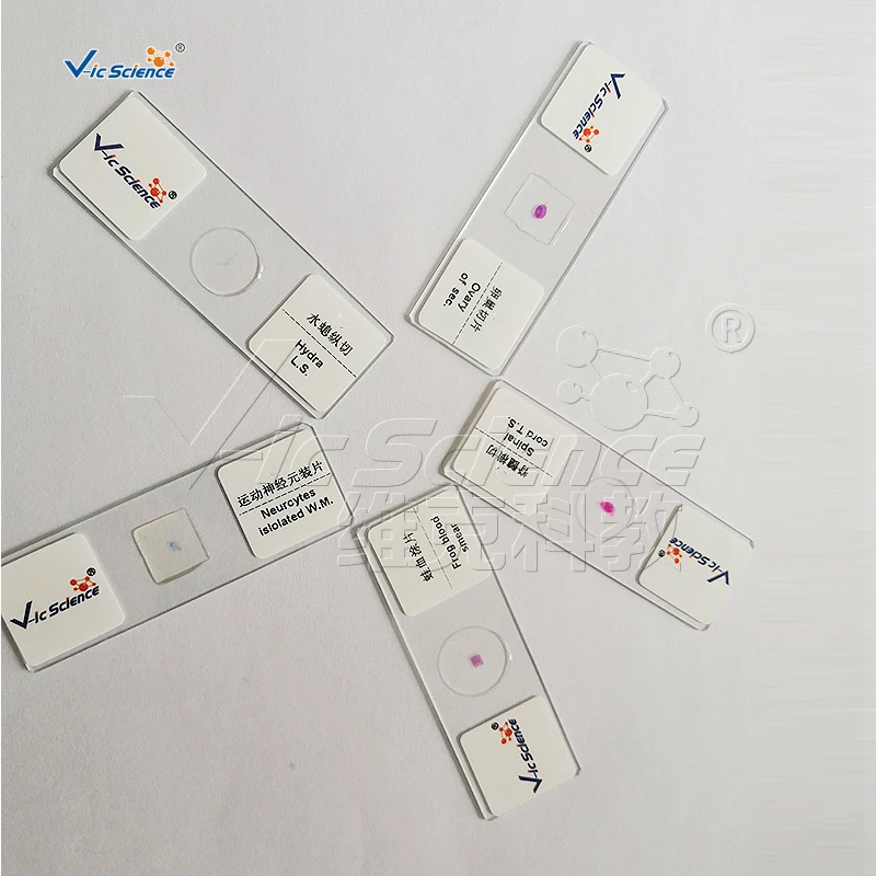 Medical Student Pathology Microscope Slide Medical Zoology Parasitology Microscope Slide Preparation