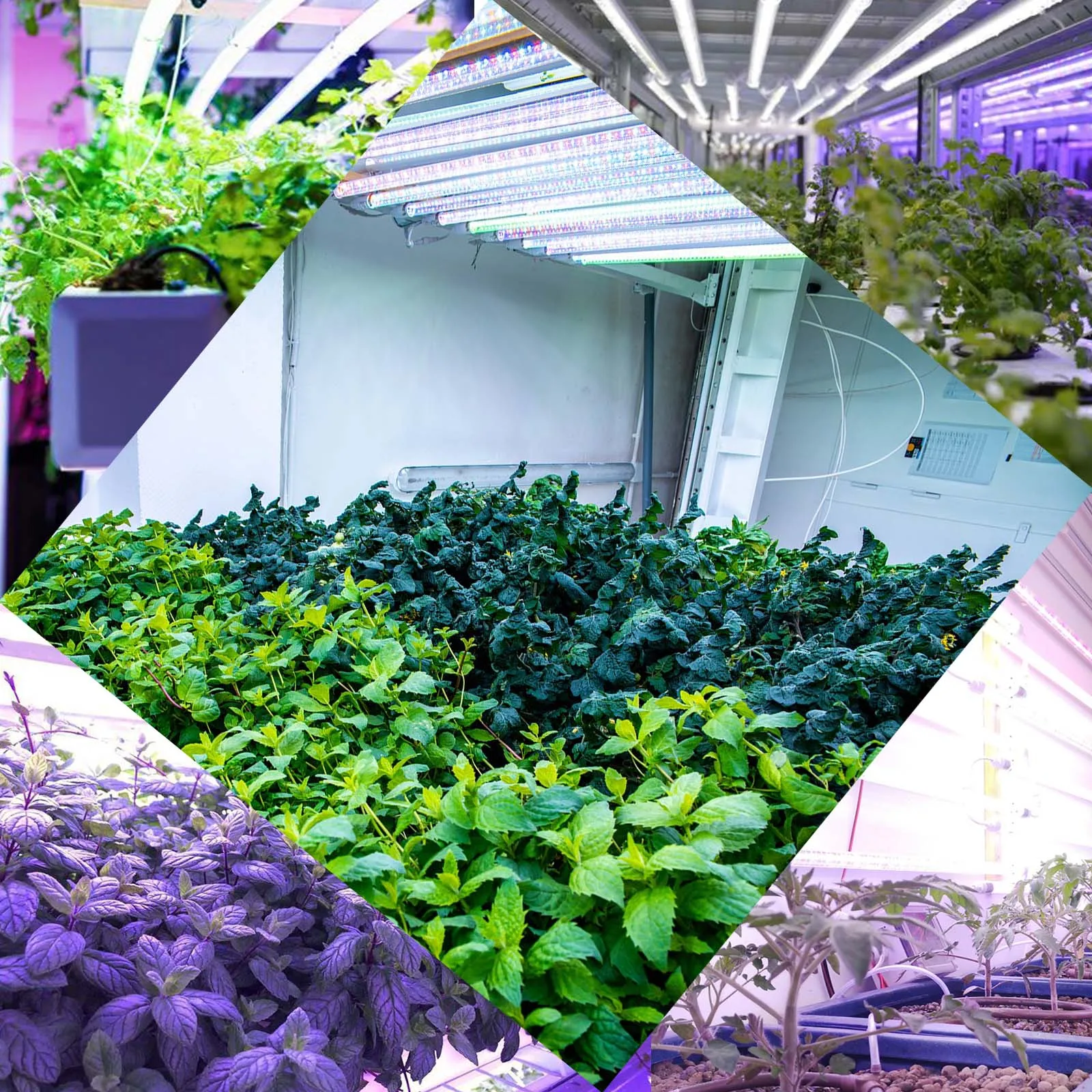 Liweida  t8 tube 60cm 24in plant grow light led light smd 2835 led chip full spectrum strips lettuce greenhouse indoor grow lamp