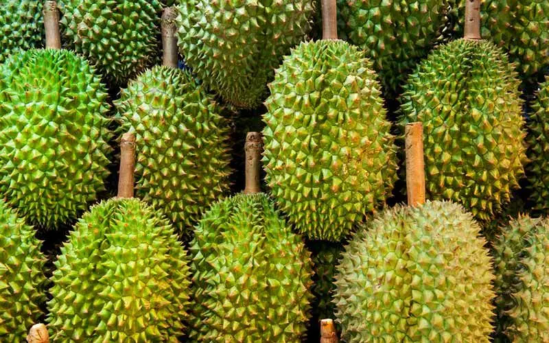 FRESH DURIAN  VS COMPETITIVE PRICE/FROZEN DURIAN