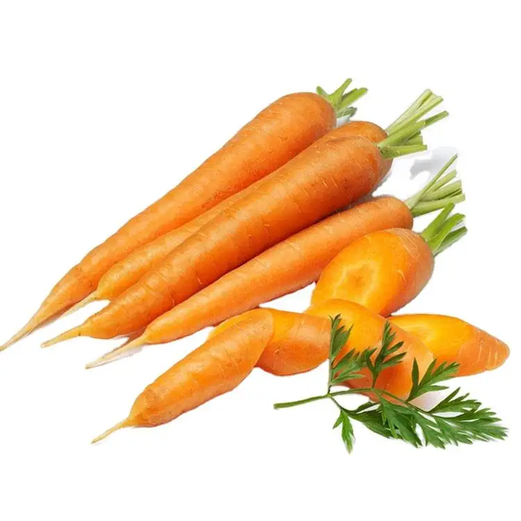 Export 2022 crop Wholesale   Carrot Fresh Organic Red Carrots