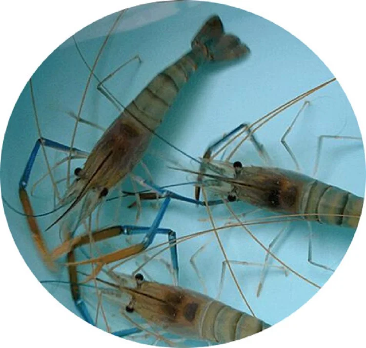 Strong Feed Attractant DMPT Dimethyl propiothetin for Carps and other fish