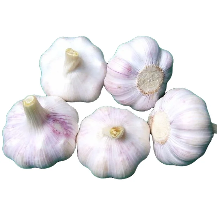 Garlic of jinxiang supply in stock  red and white skin