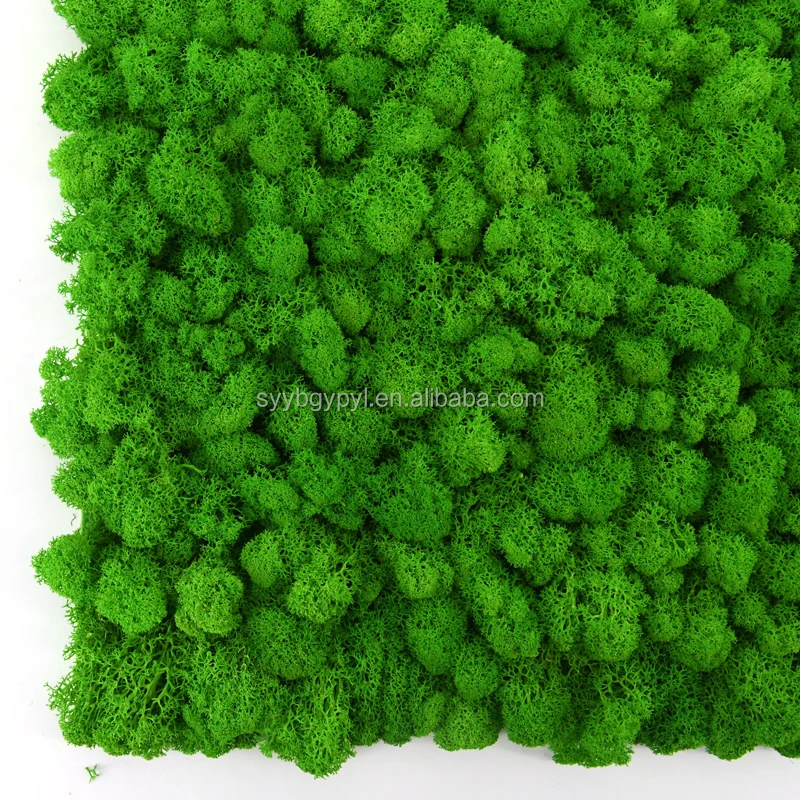 Wholesale Best Quality preserved reindeer moss for wall decoration light green 50cm preserved moss panel