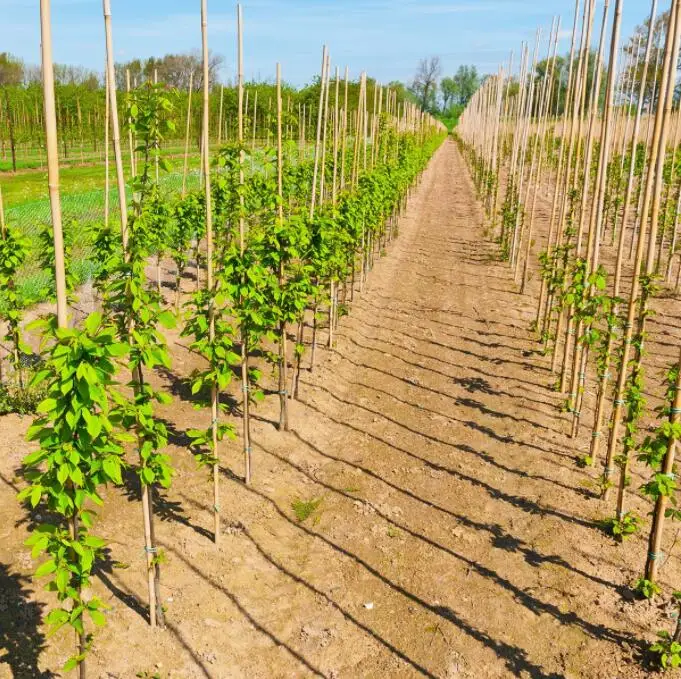 Bamboo fiber poles bamboo raw material prices based on sizes and quantity