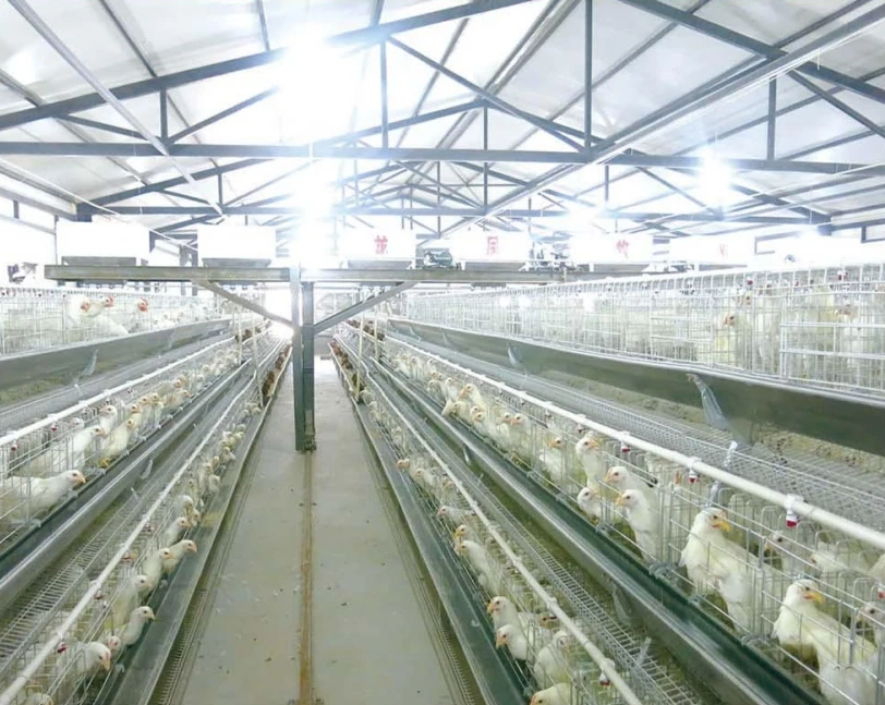 Automatic A Type Battery Chicken Layer Battery Cage System For Eggs Laying Hens Breeding Equipment