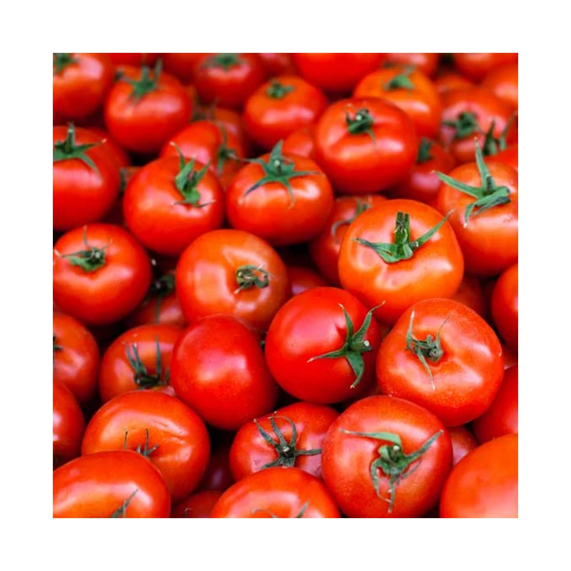 Treding hot products fresh tomatoes 2021 New Season Delicious High Quality Red Tomato From the United States
