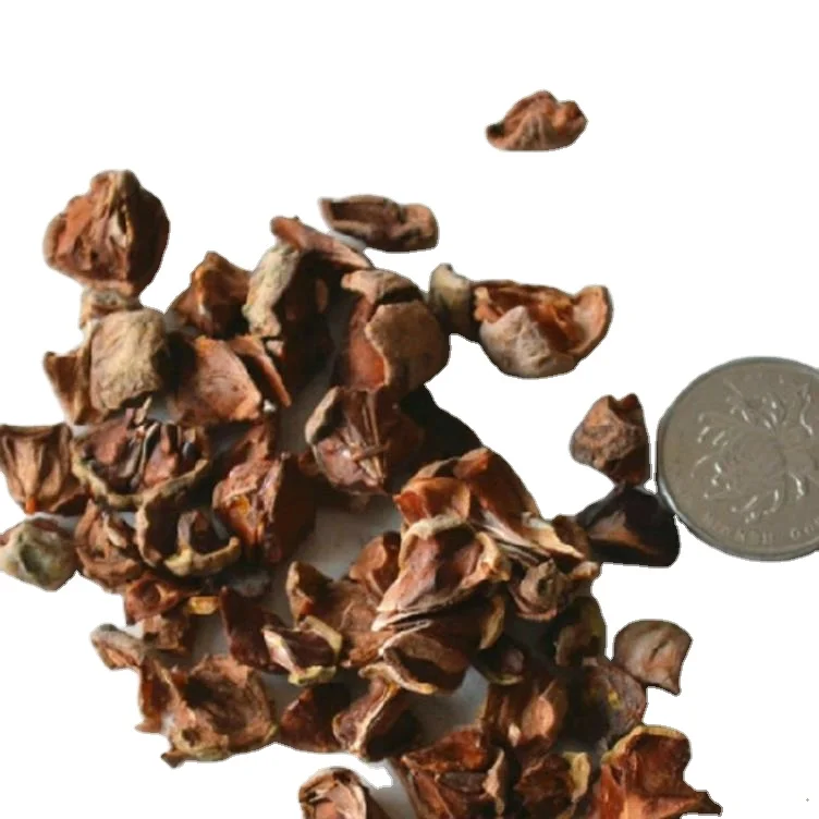 1 кг greenning дерево живут в воде, Taxodium ascendens brongn семена для посадки